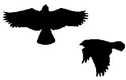 Buteo Silhouette