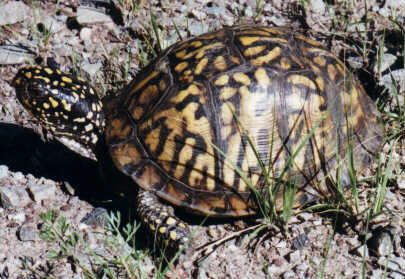 Box Turtle