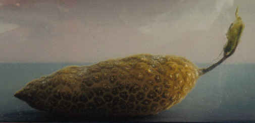 bryozoa1.jpg