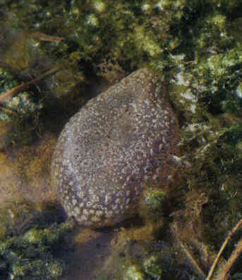 bryozoa2.jpg