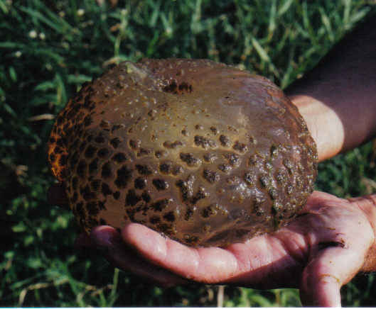 bryozoa4.jpg