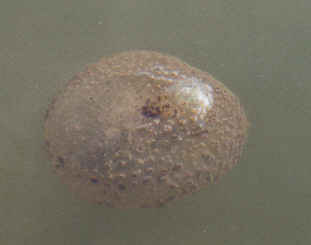 bryozoa5.jpg