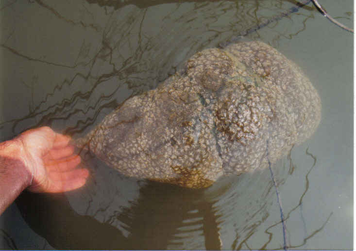 bryozoa8_med.jpg