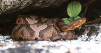 copperhead