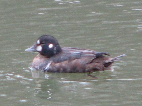 Harlequin Duck - Keystone State Park, Nov. 19 2008