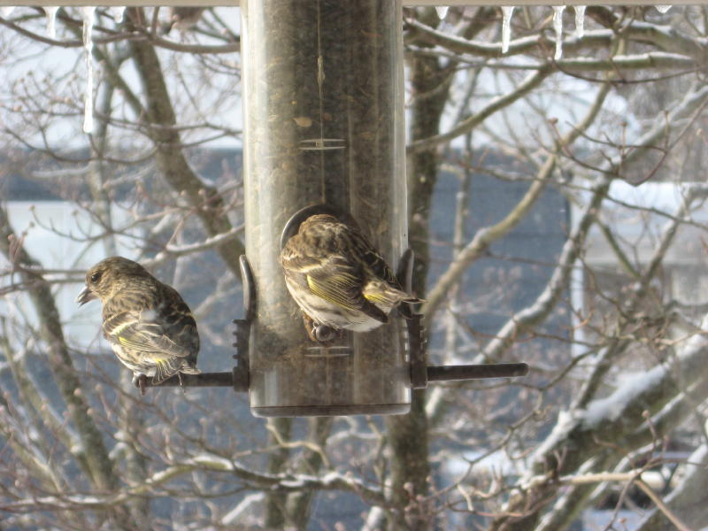 Pine Siskin