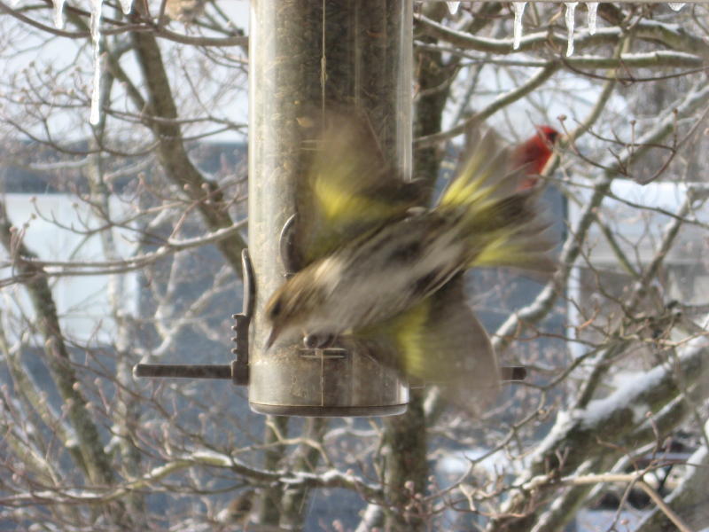 Pine Siskin