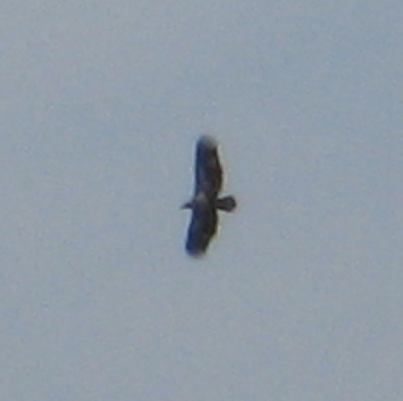 Immature Bald Eagle at Loyalhanna Lake Bush Recreation Area, 4x optical + 4x digital zoom