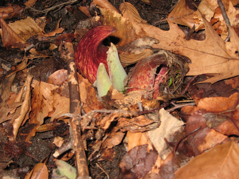 Skunk Cabbage Feb 25 2009