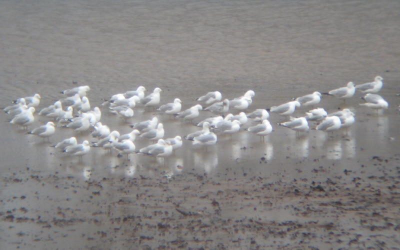 Ring-billed Gull at Loyalhanna Lake Bush Recreation Area