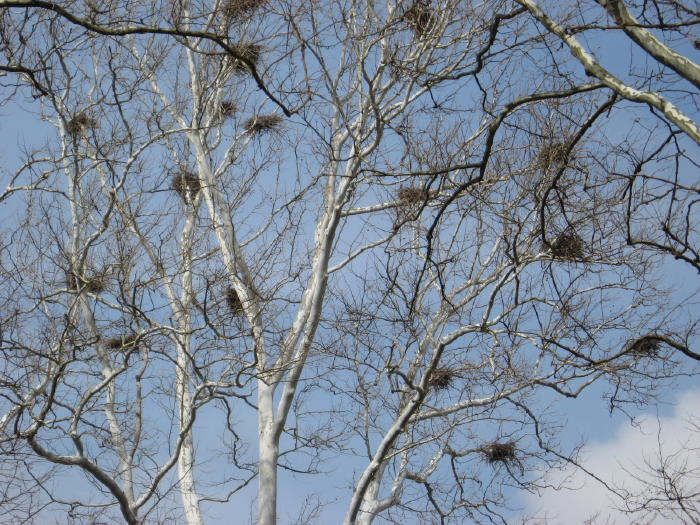 Heronry, Great Blue Heron nests