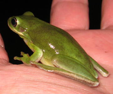 Green Frog - Crisfield MD