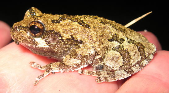 Gray Tree Frog - Crisfield MD