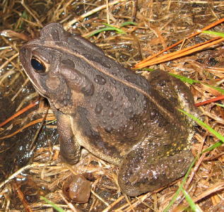 Fowler's Frog - Crisfield MD