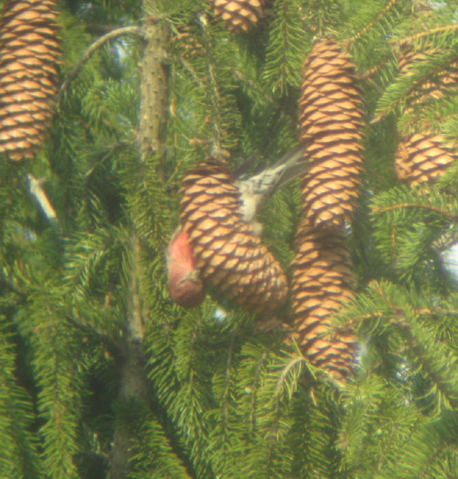 White-winged Crossbill male in Norway Spruce, Latrobe-Derry Rd, March 7 2009