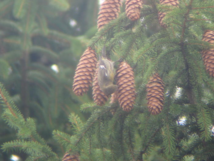 White-winged Crossbill female in Norway Spruce, Latrobe-Derry Rd, March 7 2009