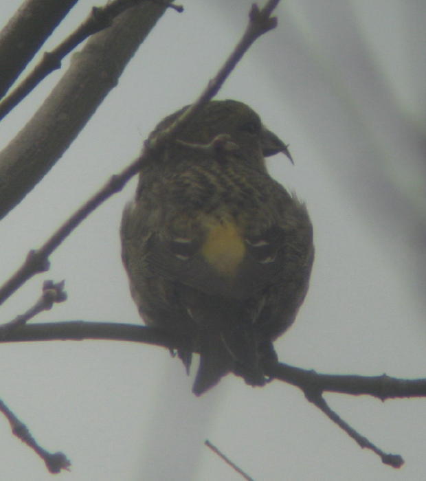 White-winged Crossbill female, Latrobe-Derry Rd, March 7 2009