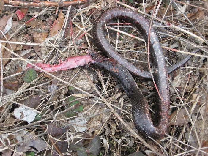Black Rat Snake eaten by Red-tailed Hawk, March 14 2009