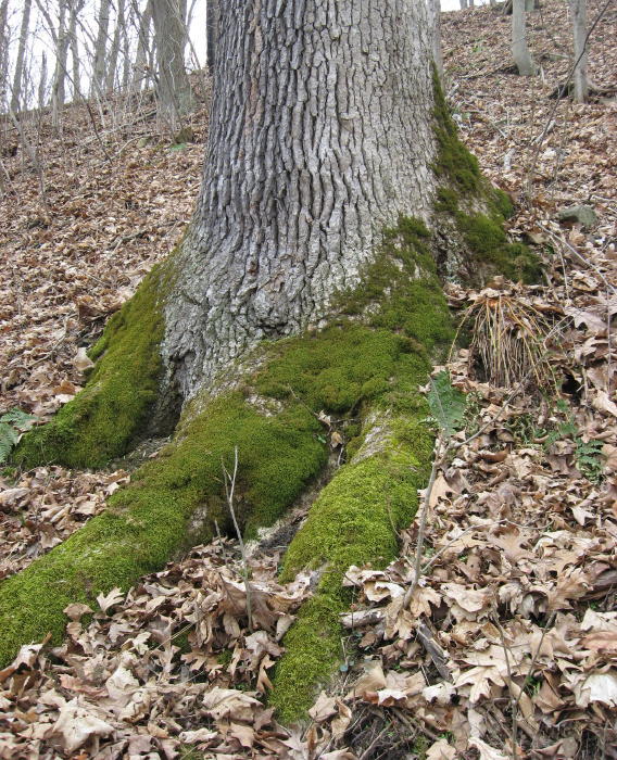 White Oak with mossy roots, Bow Ridge Conemaugh River Lake, March 15 2009