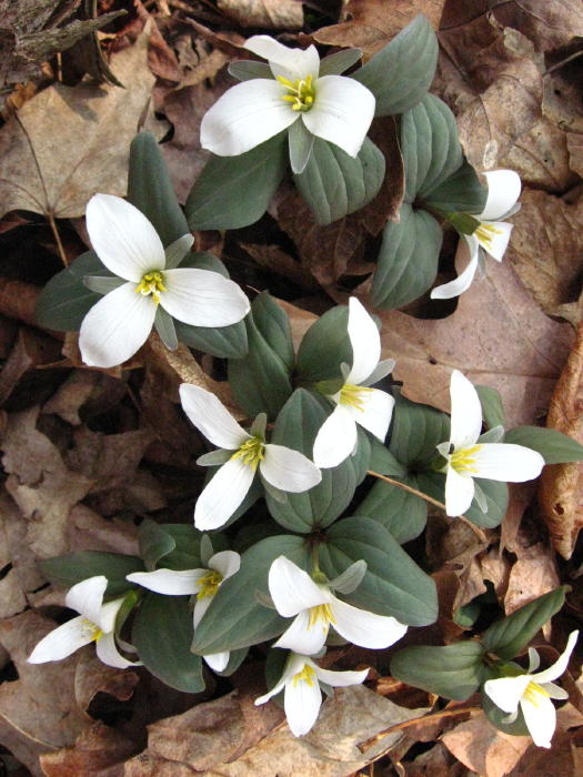 Snow Trillium, March 22 2009