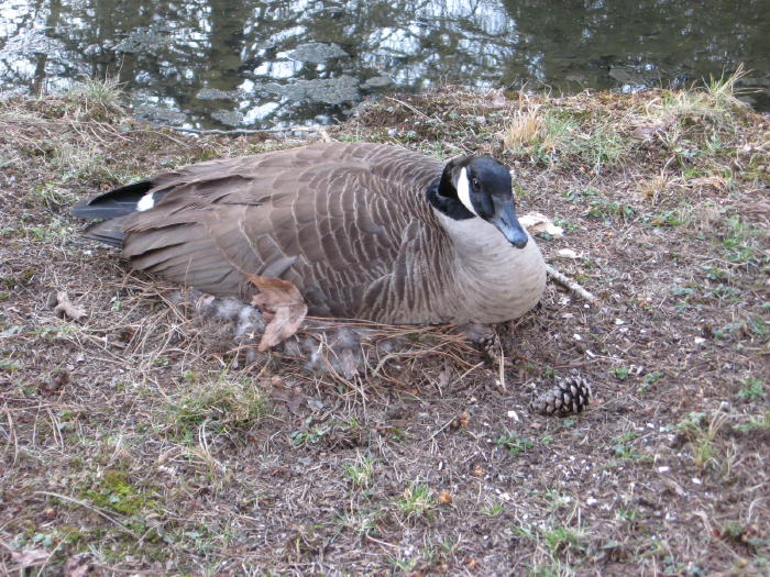 Canada Goose nest-sitting, March 31 2009