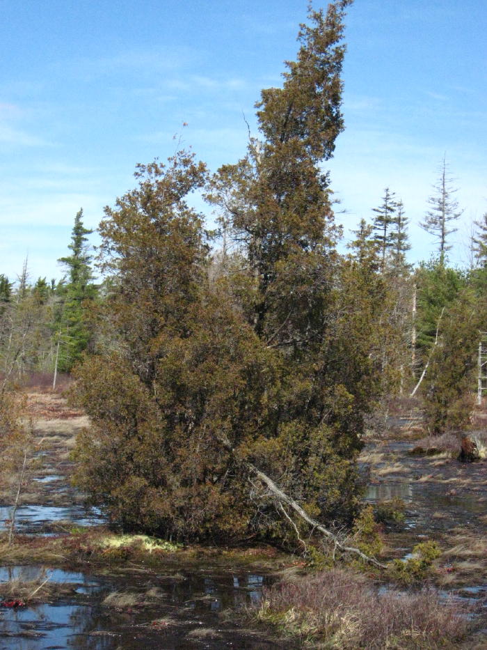 Atlantic White Cedar