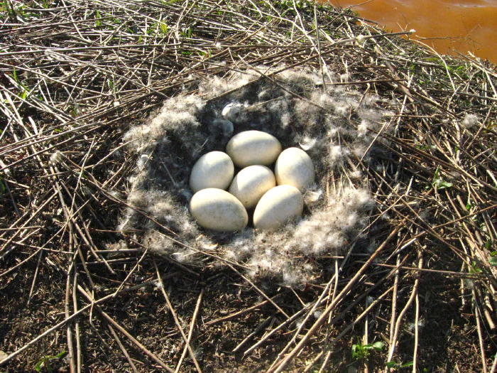 Canada Goose nest, April 18 2009