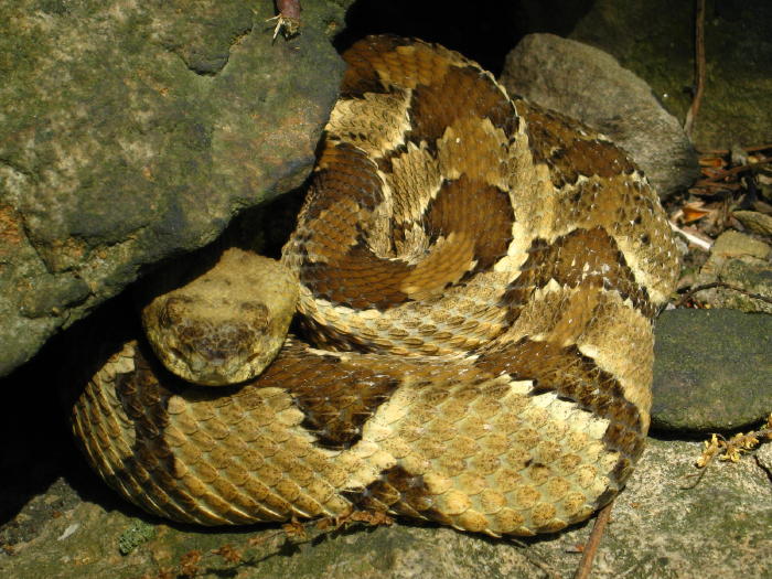 Timber Rattlesnake yellow phase, May 12 2009, undisclosed location