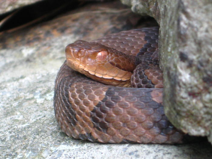 Copperhead, June 2 2009, undisclosed location