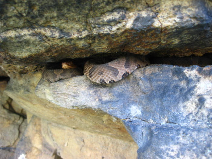 Copperhead, June 2 2009, undisclosed location