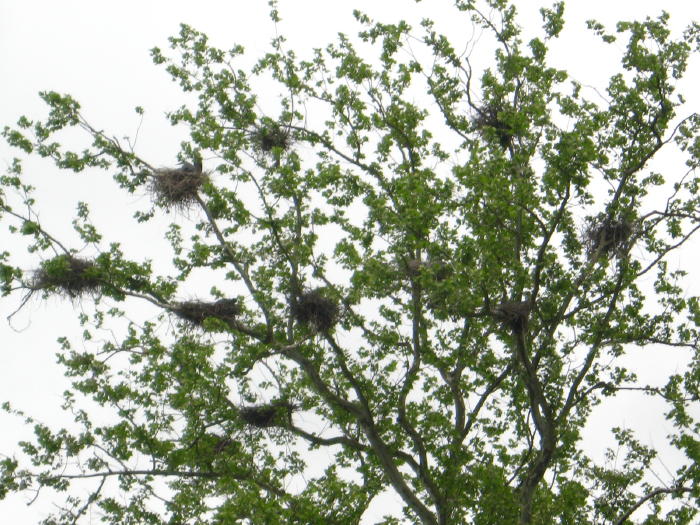 Great Blue Heronry of 12 nests, 6/5