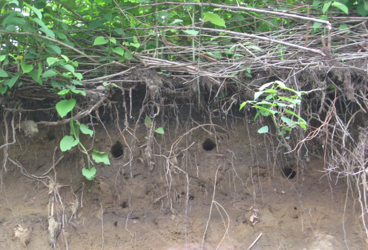 Belted Kingfisher burrows, 6/5