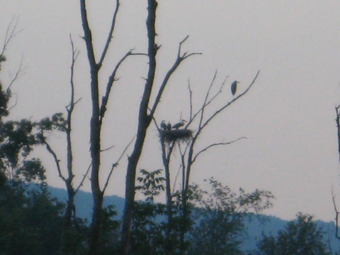 Great Blue Heron, 6/28. 4x optical + 4x digital zoom.