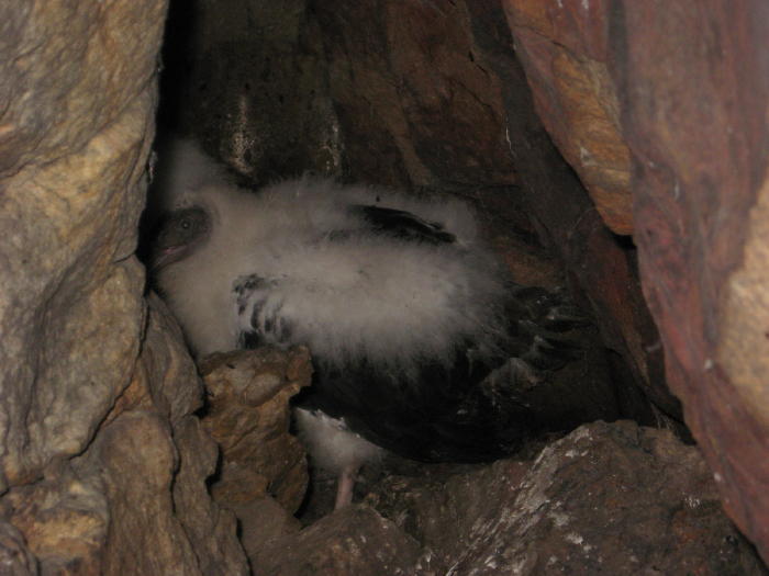 young Turkey Vulture