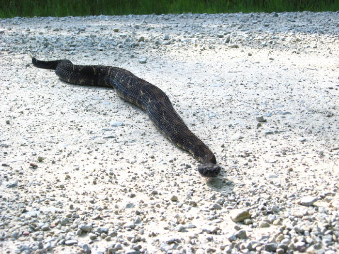 Timber Rattlesnake