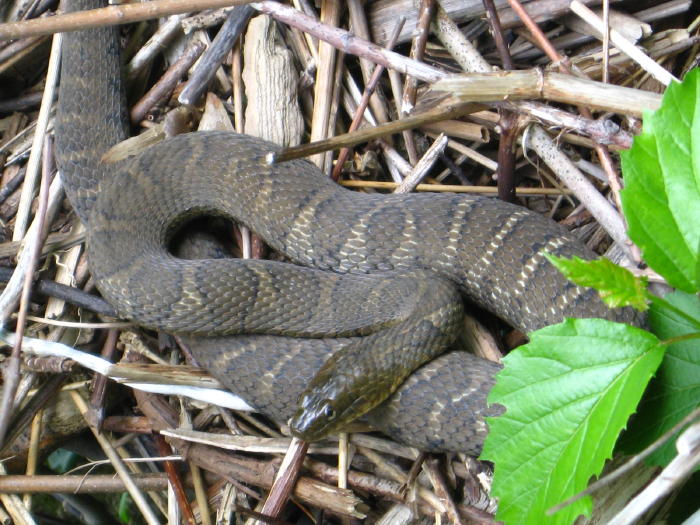 Northern Watersnake