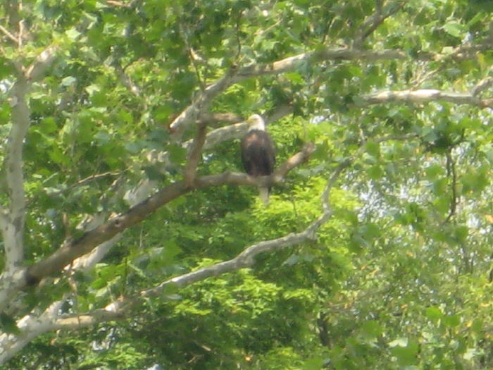 Bald Eagle, Conemaugh Dam Tailwater