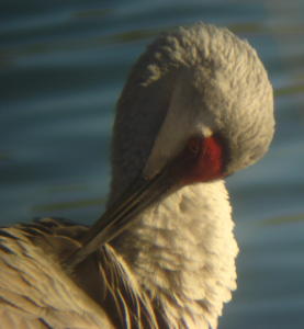 Sandhill Crane at Lake Ethel, Derry PA.