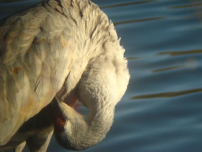 Sandhill Crane at Lake Ethel, Derry PA.