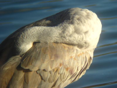 Sandhill Crane at Lake Ethel, Derry PA.