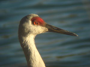 Sandhill Crane