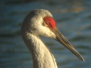 Sandhill Crane at Lake Ethel, Derry PA.