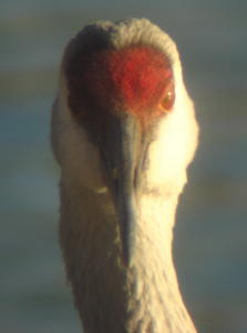 Sandhill Crane at Lake Ethel, Derry PA.