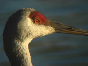 Sandhill Crane at Lake Ethel, Derry PA.