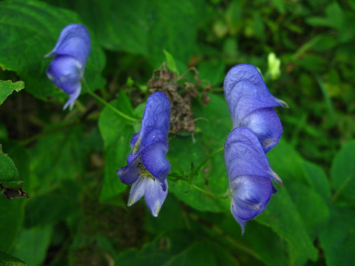 Monkshood