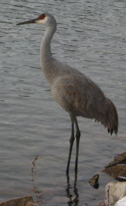 Sandhill Crane