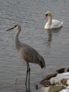 Sandhill Crane at Lake Ethel, Derry PA.