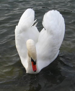 Mute Swan at Lake Ethel, Derry PA.