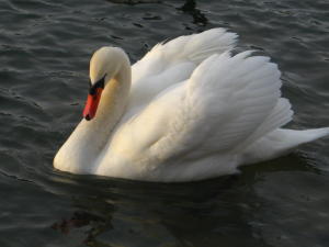 Mute Swan at Lake Ethel, Derry PA.