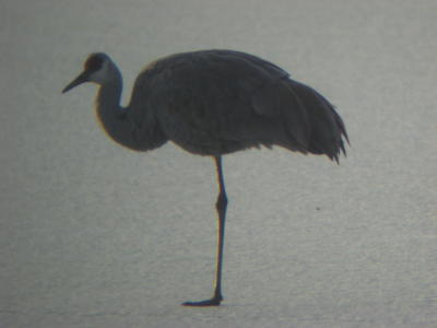 Sandhill Crane on lake ice at Lake Ethel, Derry PA.